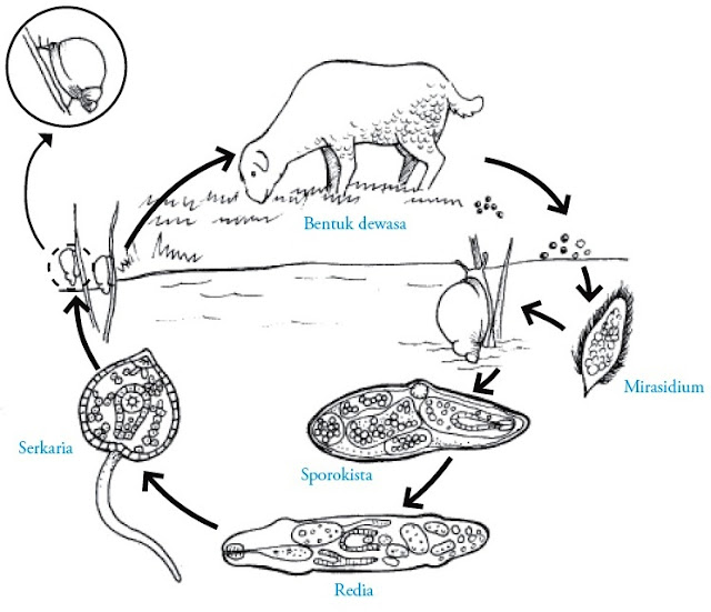 Filum Platyhelminthes : Pengertian, Ciri-ciri, Klasifikasi, Reproduksi ...